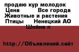 продаю кур молодок. › Цена ­ 320 - Все города Животные и растения » Птицы   . Ненецкий АО,Шойна п.